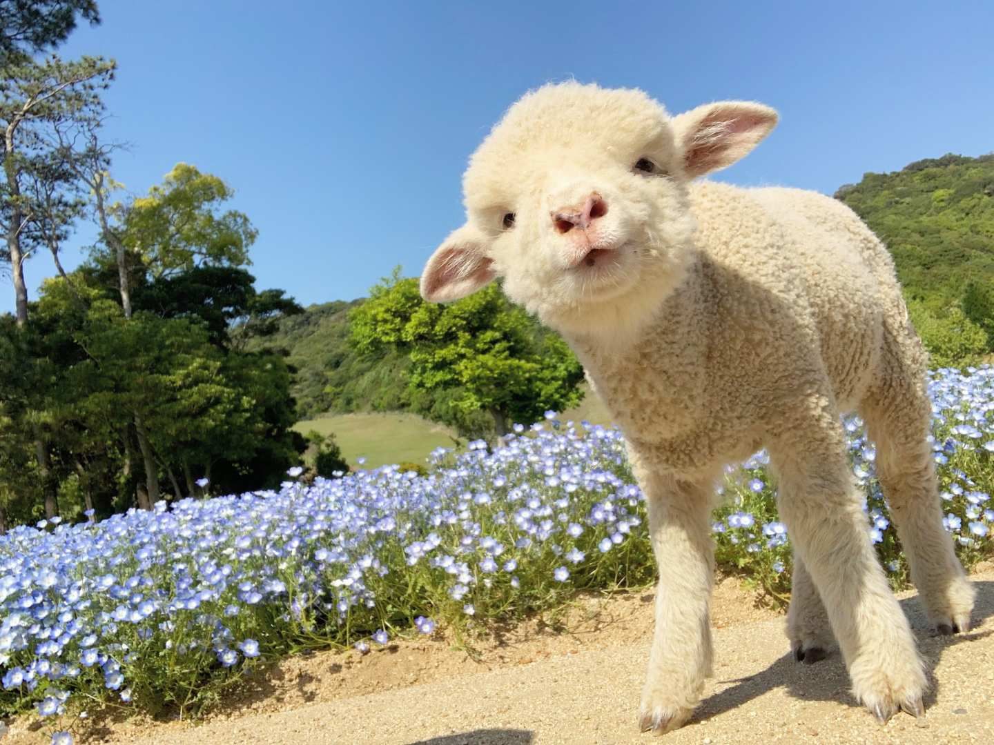 Awaji Farm Park England Hill Admission Ticket | Hyogo