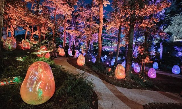 Japan Saitama | Kadokawa Culture Museum & teamLab Resonating Life in the Acorn Forest