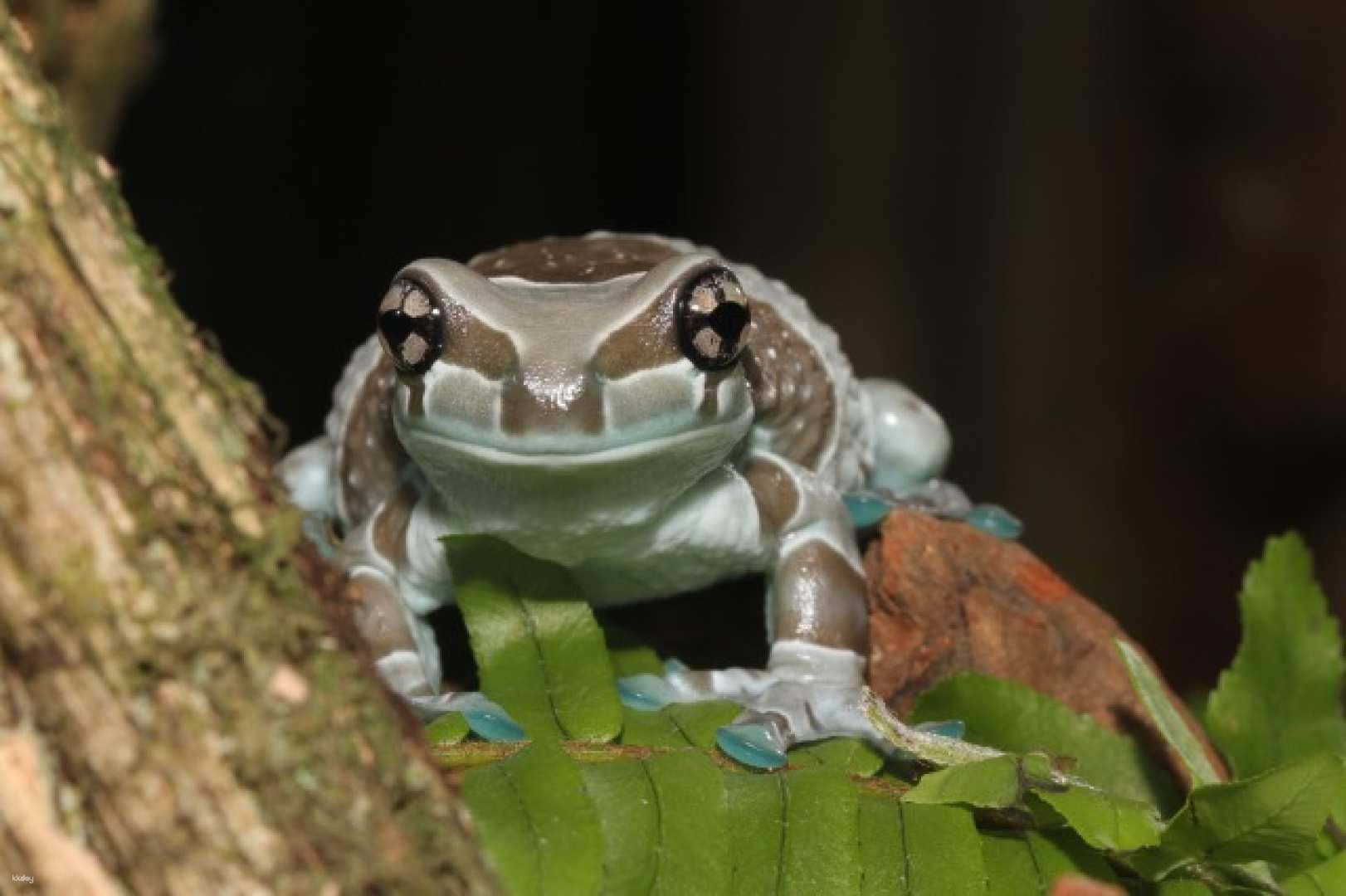 KawaZoo Frog House Entrance Ticket | Shizuoka