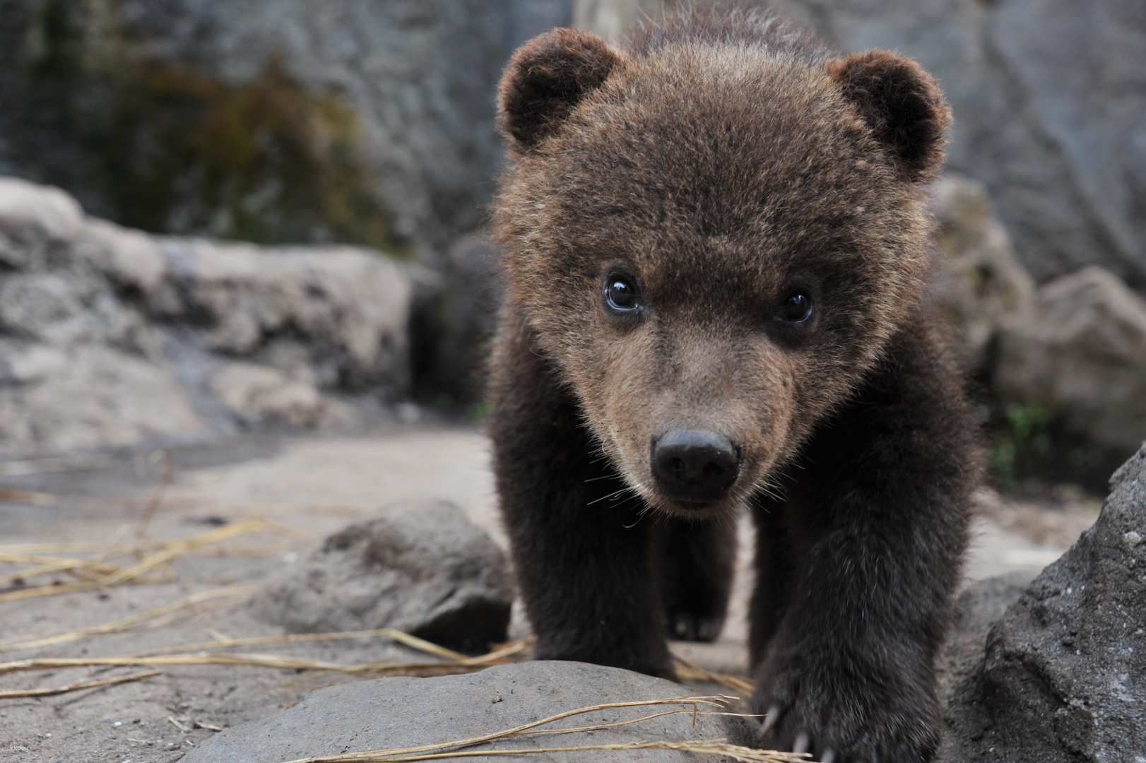 บัตรเข้าชมสวนหมีโนโบริเบ็ตสึ (Noboribetsu Bear Park) | ฮอกไกโด