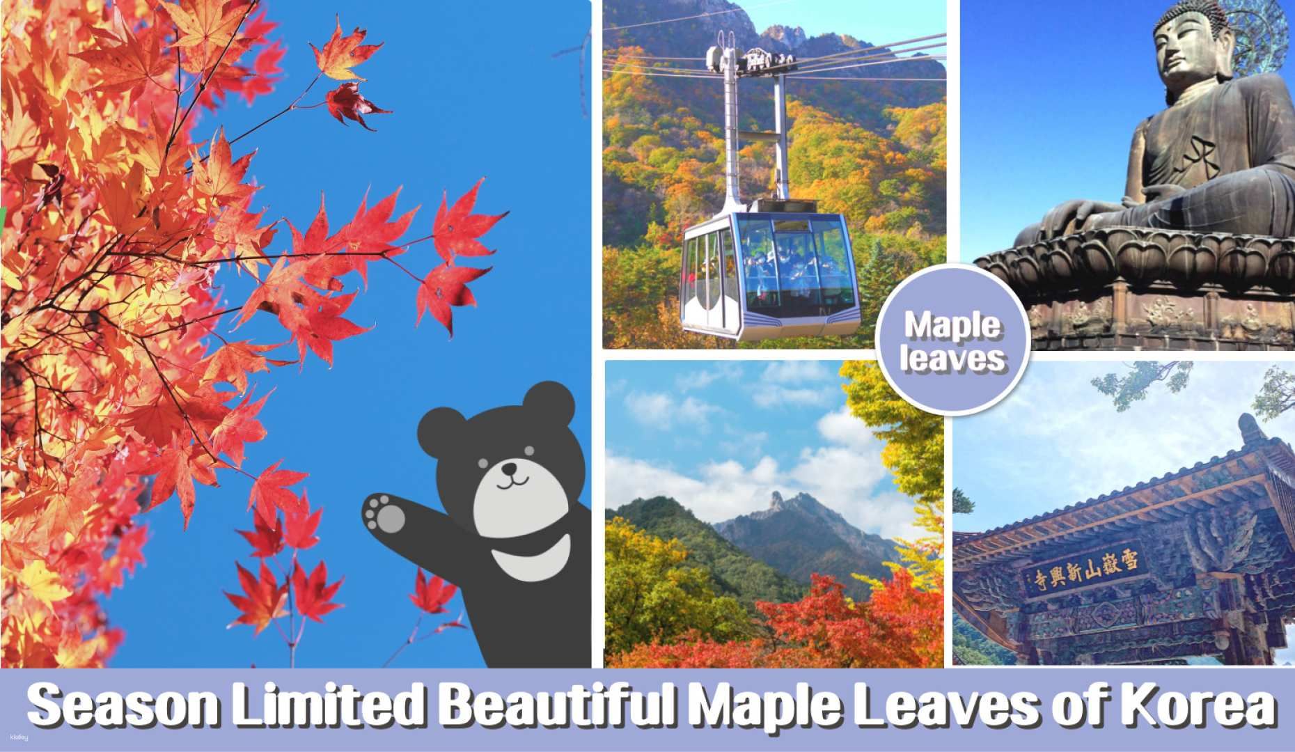 Autumn Limited|Autumn Must Visit Seoraksan Mountain Maple Viewing One-day Tour (Departure from Seoul)