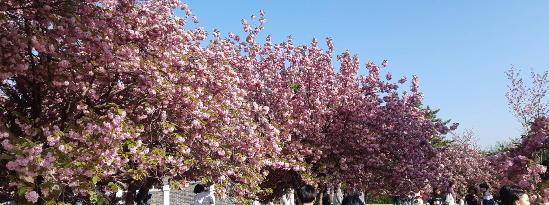 Busan and Gyeongju King Cherry Blossom Day Tour