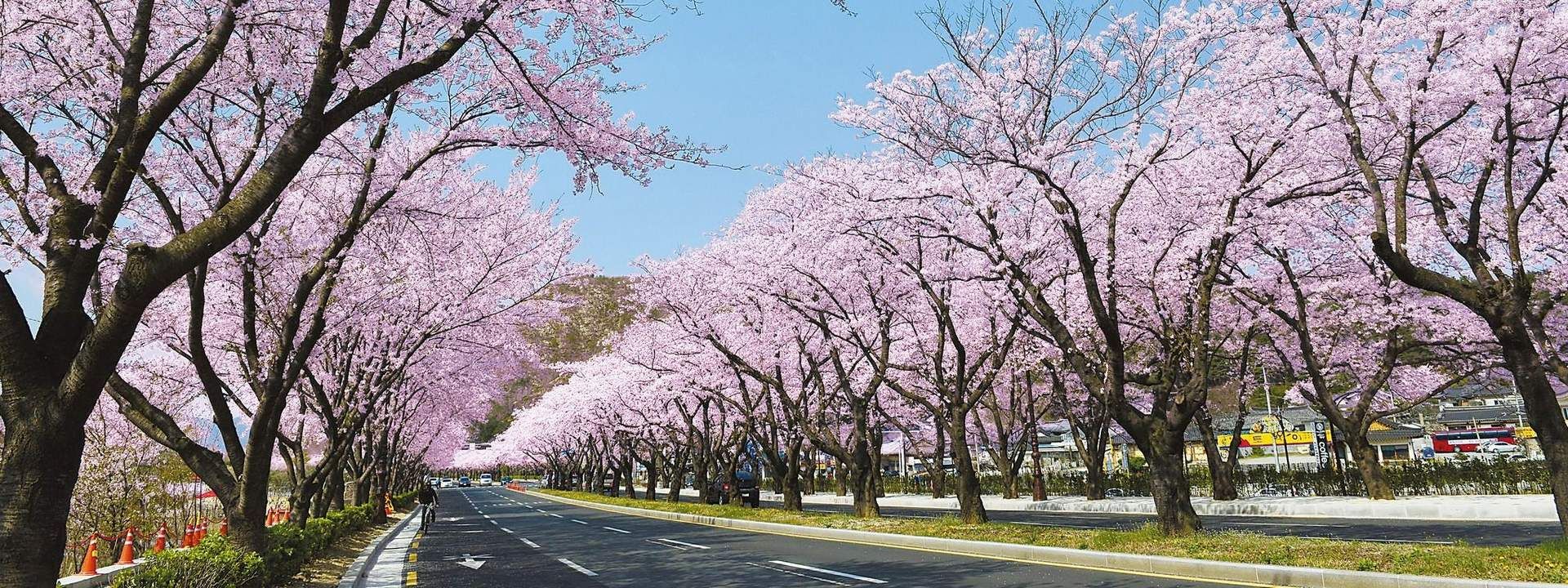 Chasing Cherry Blossoms Tour from Busan