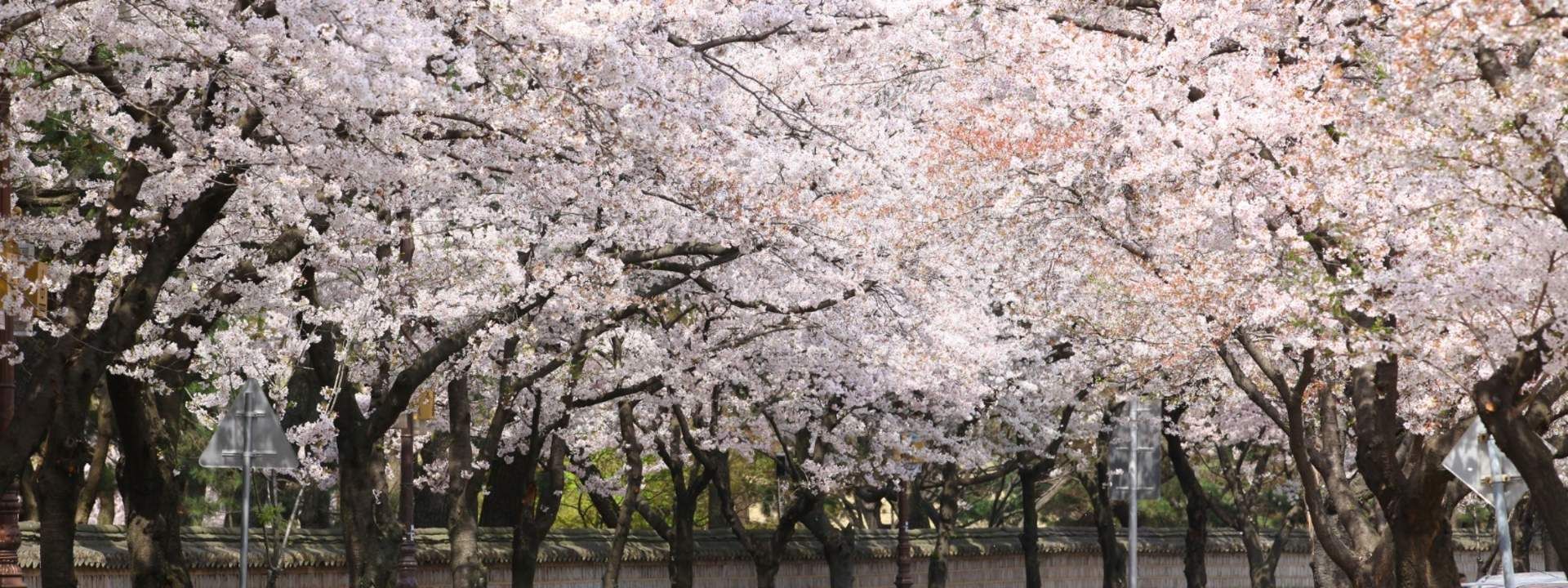 Cherry Blossom Day Tour from Daegu