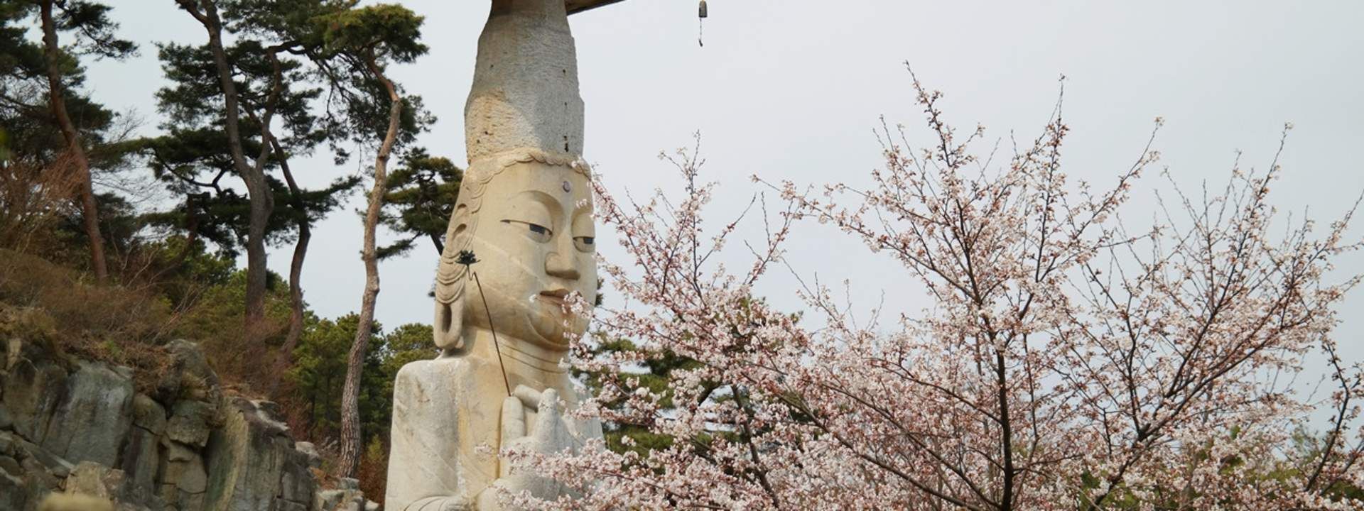 Cherry Blossom Tour and Strawberry Picking in Nonsan from Seoul
