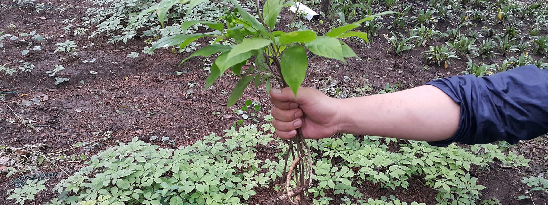 Ginseng Picking & Pyeongchang Herb Garden Day Tour from Seoul
