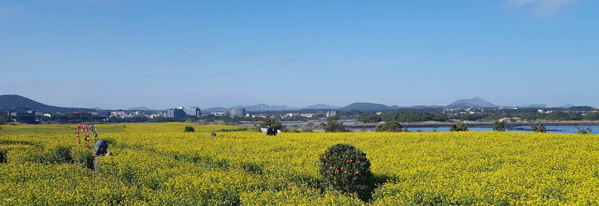 Guided Bus Day Tour in Eastern Jeju with Lunch | Jeju Island, South Korea