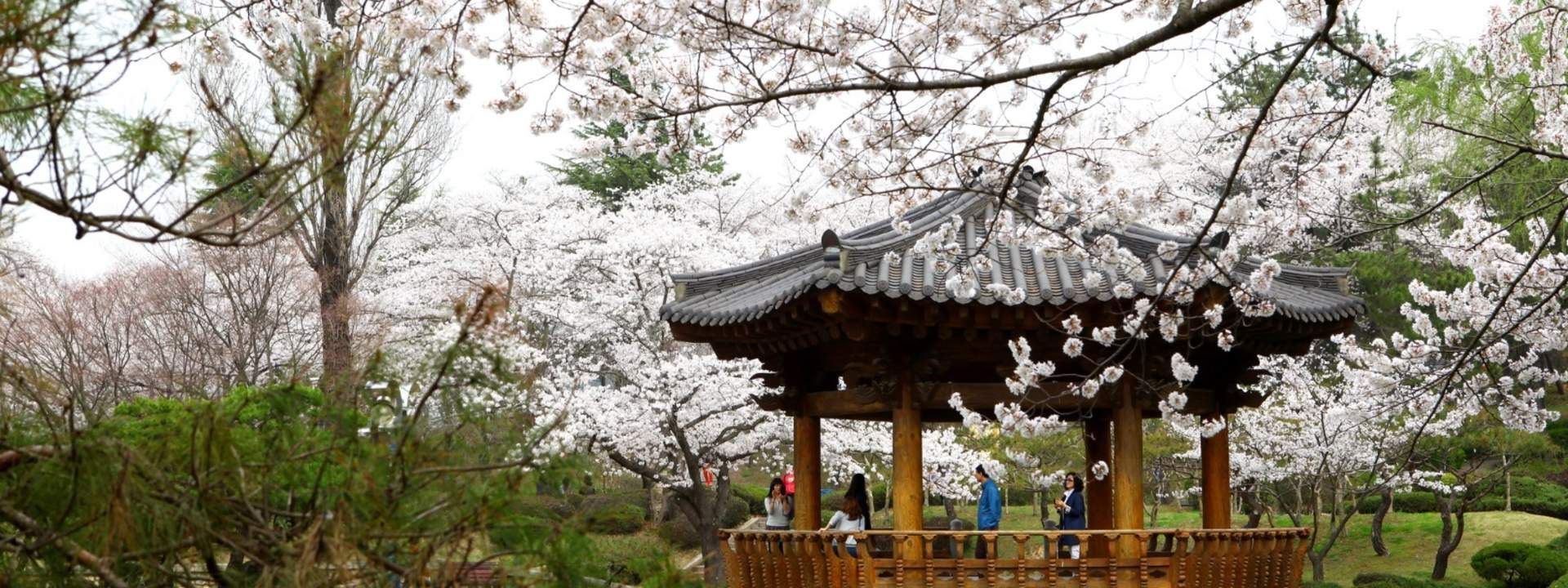 Gyeongju Cherry Blossom Festival Day Trip from Daegu