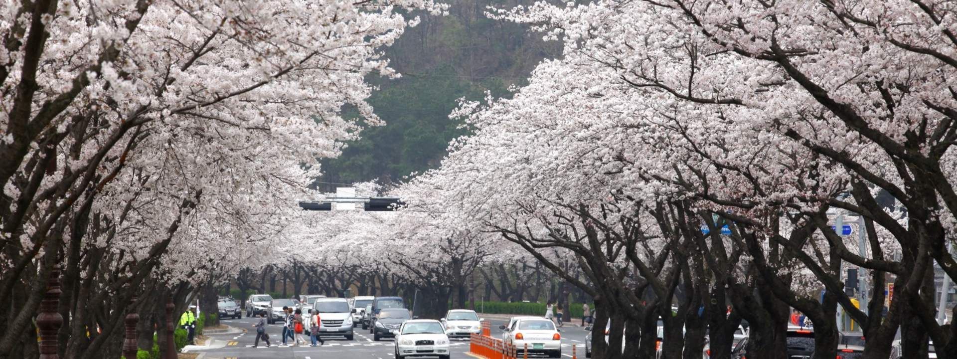 Gyeongju Cherry Blossom Festival One day Tour from Busan