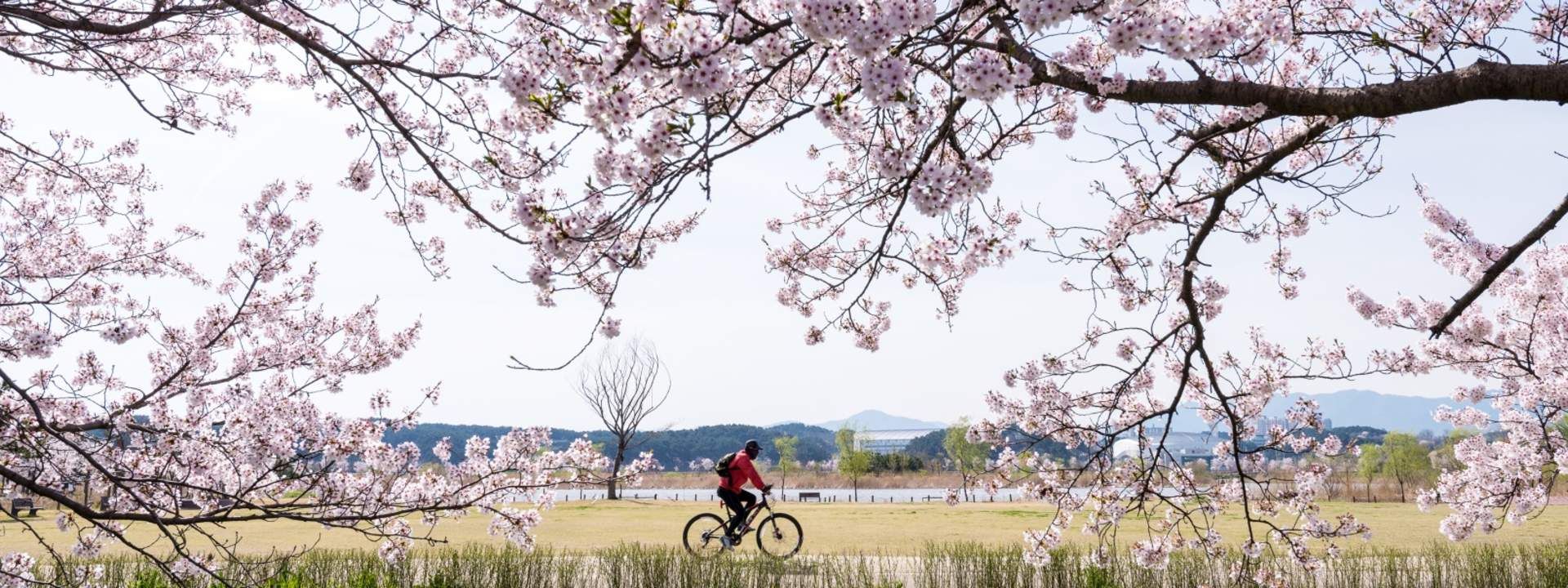 Gyeongpo Cherry Blossom & Daegwallyeong Sheep Farm Day Tour in Gangwon-do