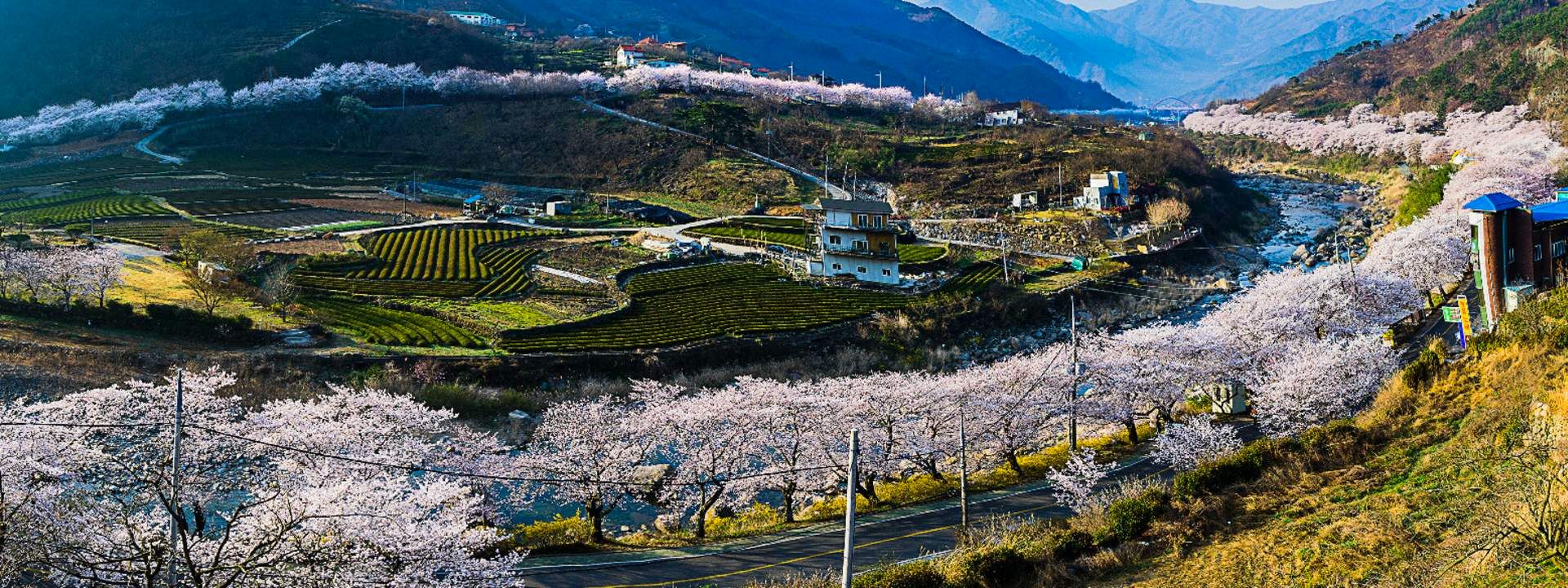 Hadong Cherry Blossom Day Tour from Busan