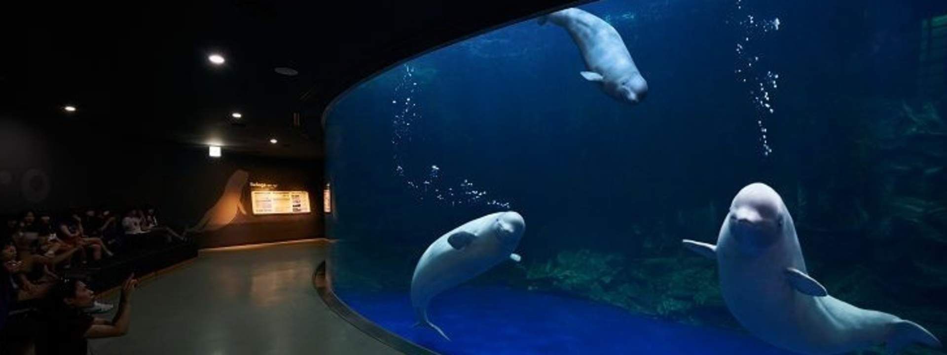 Hanhwa Aqua Planet Yeosu Admission Ticket