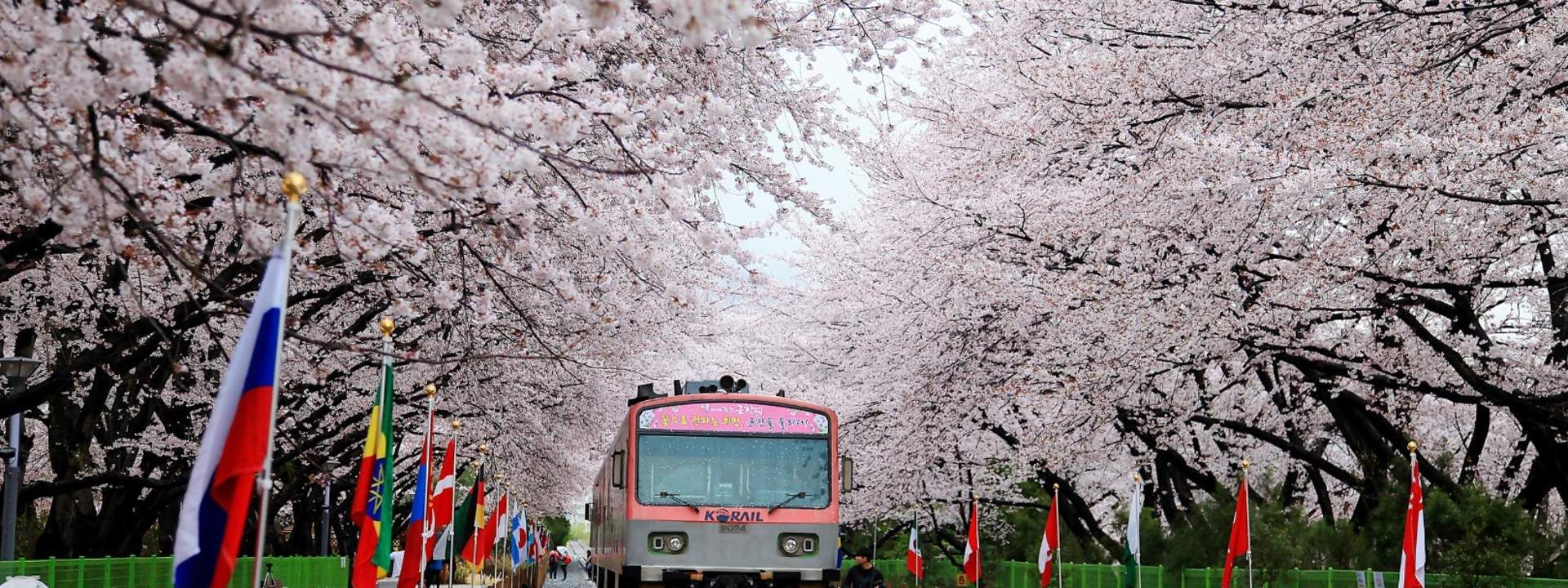 Jinhae Cherry Blossom Festival and Busan Daejeo Ecological Park Day Trip