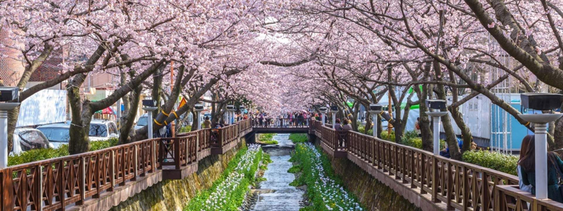 Jinhae Cherry Blossom Festival Day Tour from Daegu