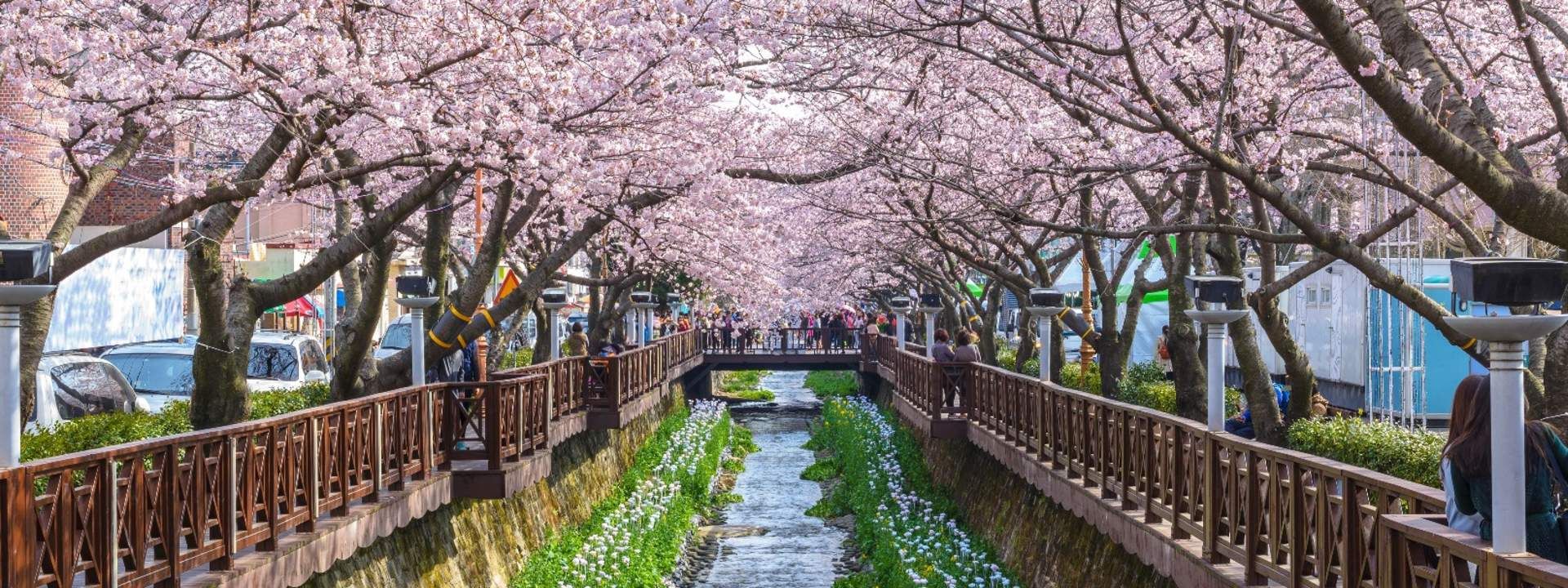 Jinhae Cherry Blossom Festival Tour from Busan by KTOURSTORY