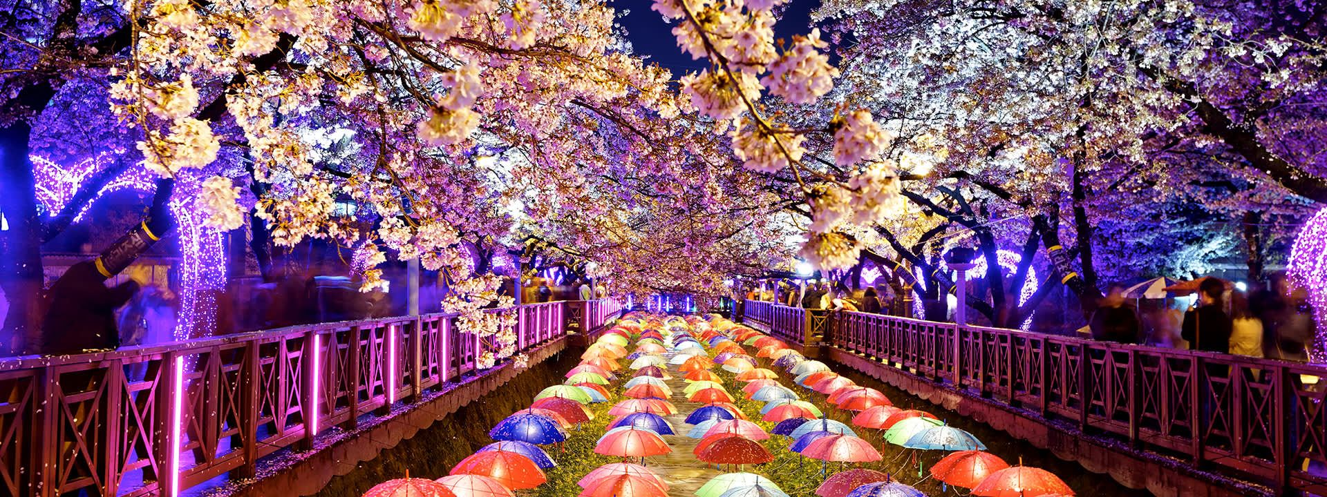 Jinhae Cherry Blossom Tour from Busan
