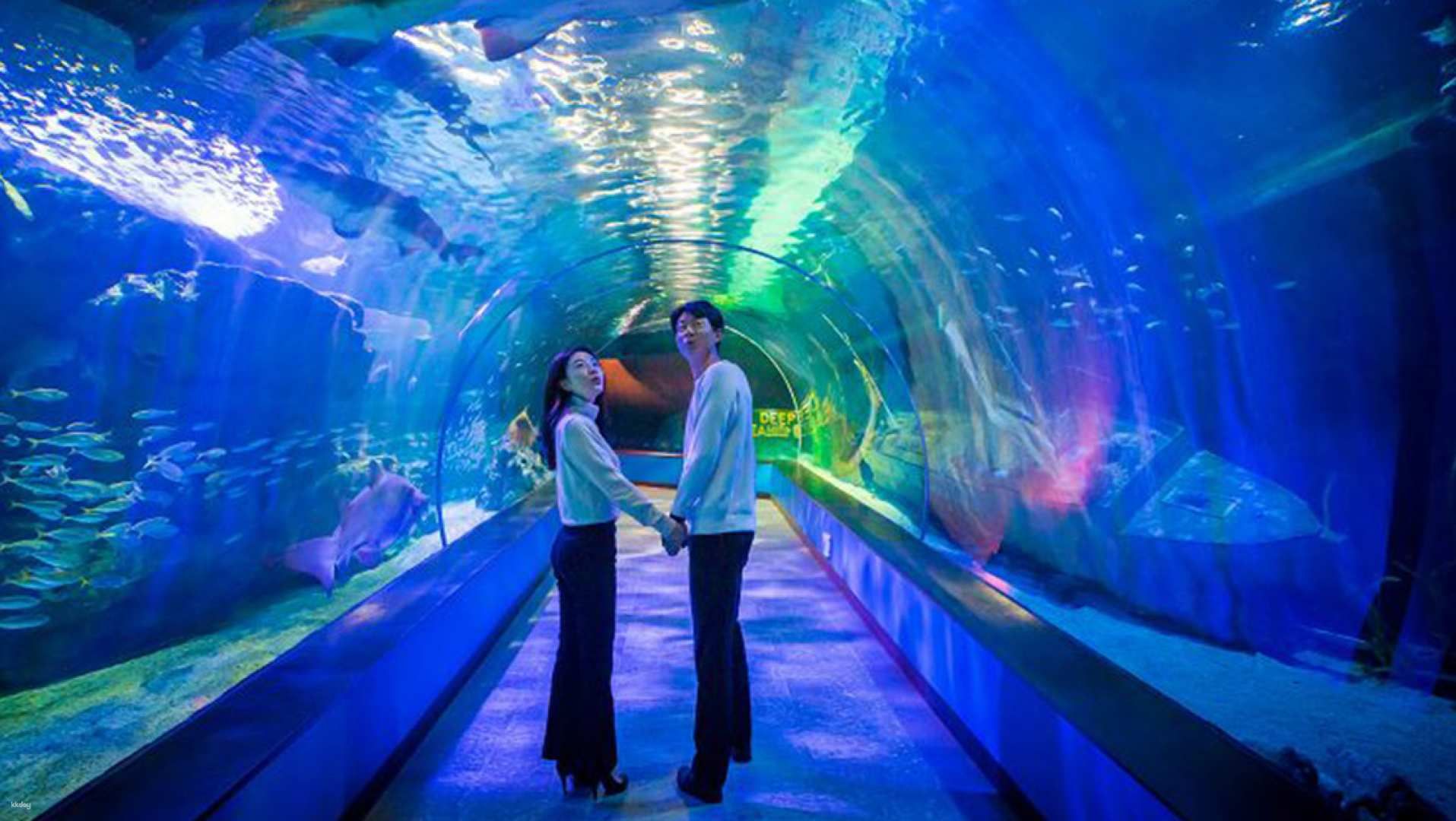 Korea Busan Sea Life Aquarium Tickets (Valid for use from the day after purchase).