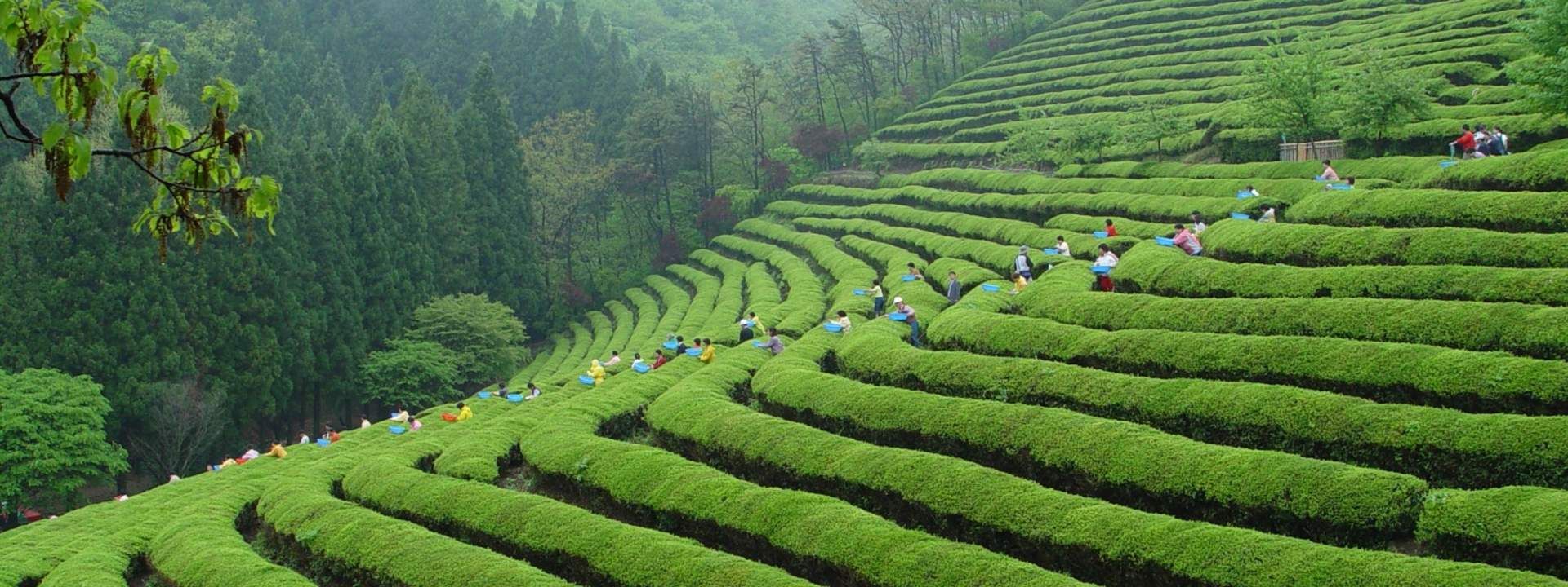 Korea Folk Village & Everland Day Tour from Seoul