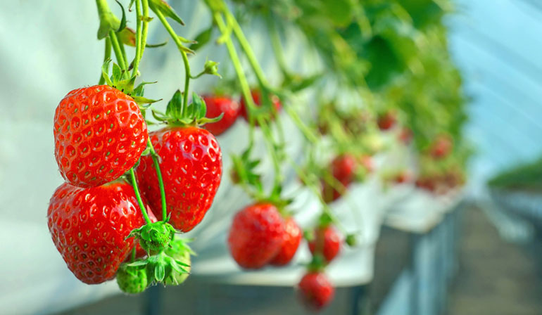 ทัวร์ญี่ปุ่น