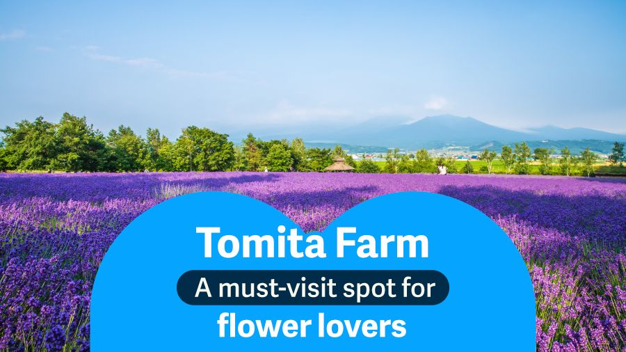Tomita Farm A must-visit spot for flower lovers